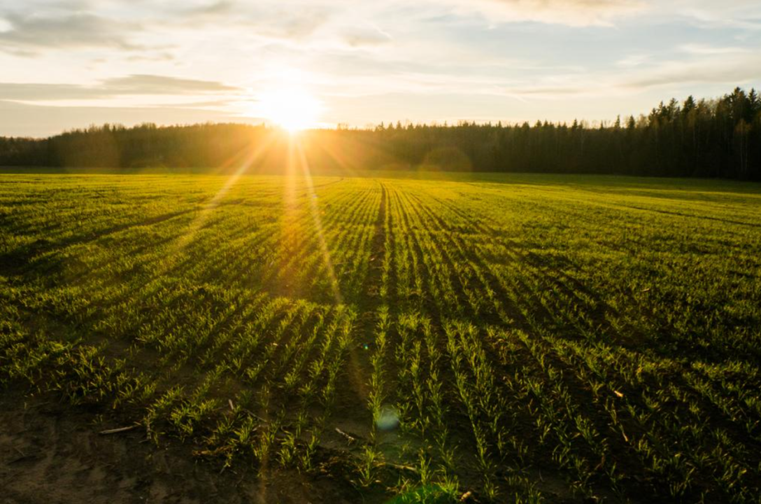 Cum ajuta o pompa de irigatii fermerii in agricultura