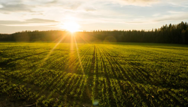Cum ajuta o pompa de irigatii fermerii in agricultura