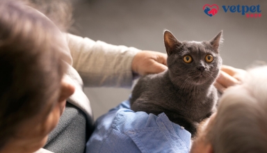 farmacie veterinara online